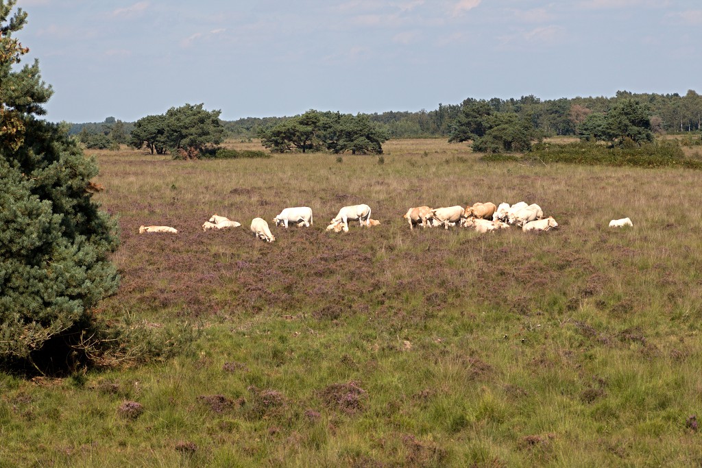 nationaal park de groote peel grote natuurgebied natuur hdr brabant limburg staatsbosbeheer turf veen heide hei bos bossen